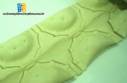 Lnea para la fabricacin de empanadas